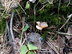 Rhizocybe