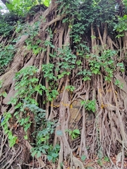 Ficus microcarpa microcarpa