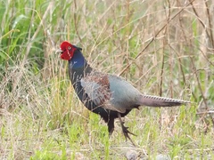 Phasianus versicolor