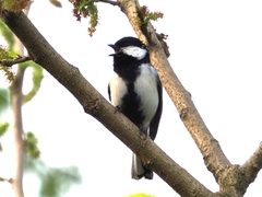 Parus minor