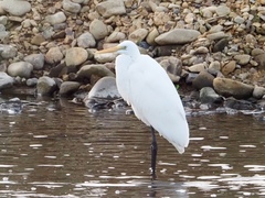 Ardea alba