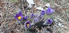 Pulsatilla halleri