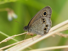 Ypthima argus