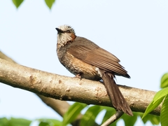 Hypsipetes amaurotis