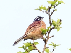 Emberiza cioides