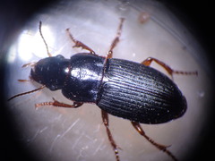 Harpalus rubripes