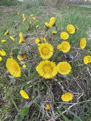 Tussilago farfara