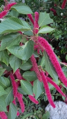 Acalypha hispida