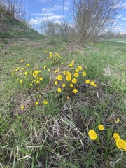 Tussilago farfara