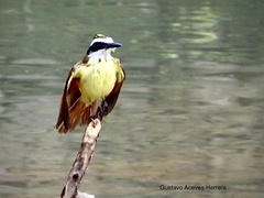 Pitangus sulphuratus