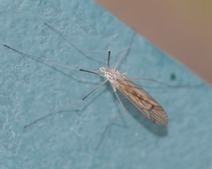 Dicranota