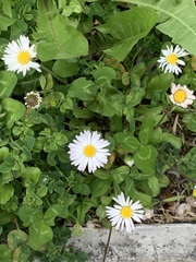 Bellis perennis