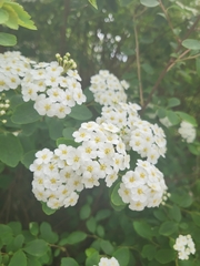 Spiraea trilobata
