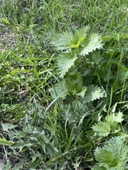 Urtica dioica