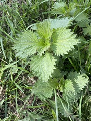 Urtica dioica