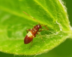 Closterotomus fulvomaculatus