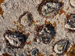 Scutellastra cochlear