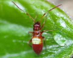 Closterotomus fulvomaculatus