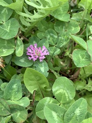 Trifolium pratense