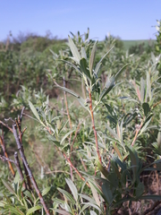 Salix petiolaris