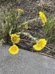 Tussilago farfara
