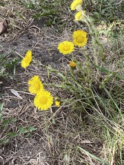 Tussilago farfara