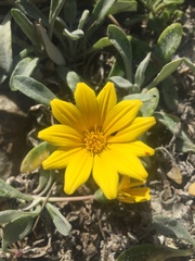 Arctotheca populifolia