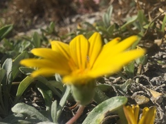 Arctotheca populifolia