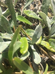 Arctotheca populifolia