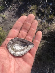 Scutellastra cochlear