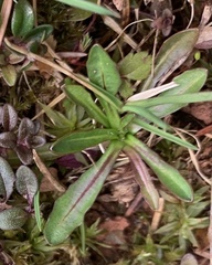 Chamaenerion angustifolium