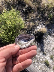 Scutellastra cochlear