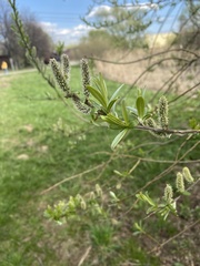 Salix