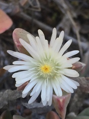 Delosperma guthriei
