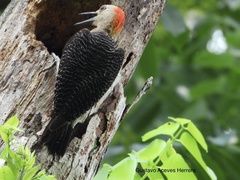 Melanerpes aurifrons