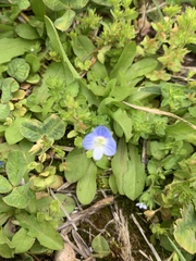 Veronica persica