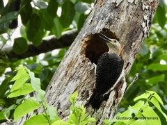 Melanerpes aurifrons