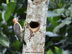 Melanerpes aurifrons