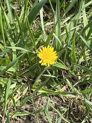 Taraxacum officinale