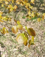Populus tremula