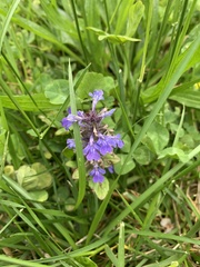 Glechoma hederacea