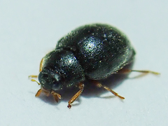 Scymnus rubromaculatus