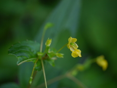 Impatiens dalzellii