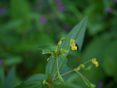 Impatiens dalzellii