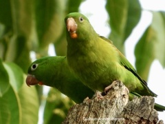 Brotogeris jugularis