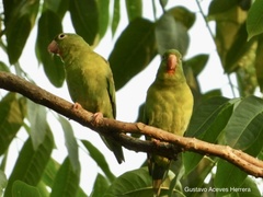 Brotogeris jugularis