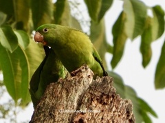 Brotogeris jugularis