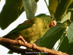 Brotogeris jugularis