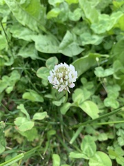 Trifolium repens