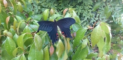 Papilio demetrius demetrius